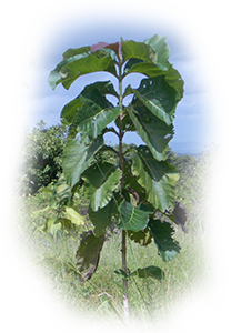 Teakbäume